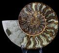 Large Inch Cut And Polished Ammonite #23621-1